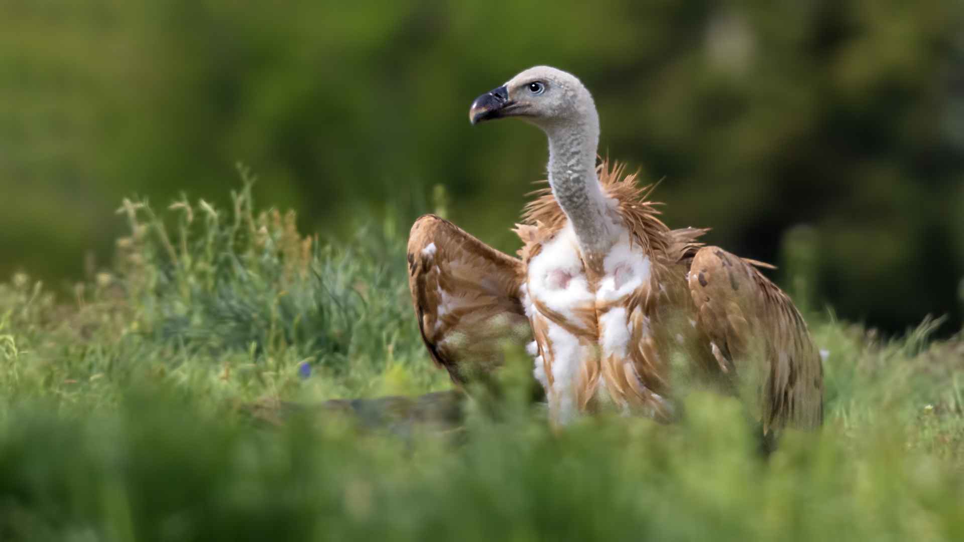 Kızıl akbaba
